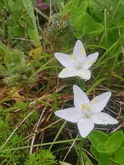 Centaurium scilloides