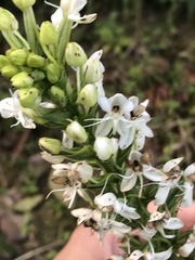 Habenaria monorrhiza