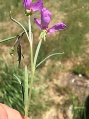 Clarkia lassenensis