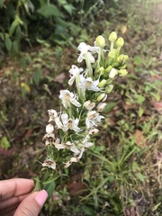 Habenaria monorrhiza