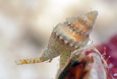 Macteola
