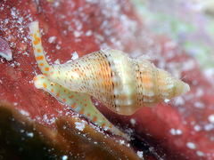 Macteola