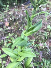 Habenaria monorrhiza