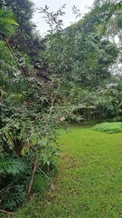 Arthroclianthus