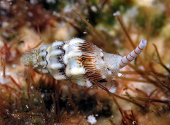 Macteola