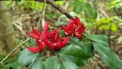 Arthroclianthus