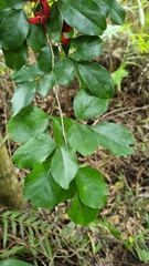 Arthroclianthus