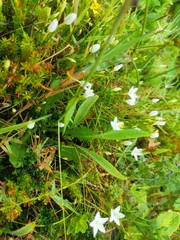 Centaurium scilloides