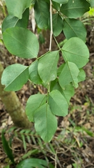 Arthroclianthus