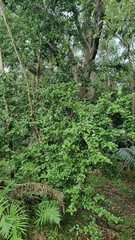 Arthroclianthus