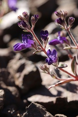 Collinsia greenei