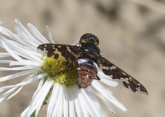 Exoprosopa caliptera