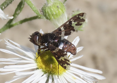 Exoprosopa caliptera