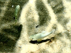 Cyprinodon elegans