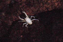Munidopsis polymorpha