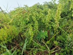 Platanthera pollostantha