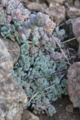 Sedum flavidum