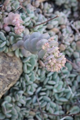 Sedum flavidum