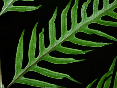 Pteris altissima