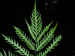 Pteris altissima