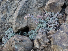 Sedum flavidum