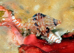 Macteola