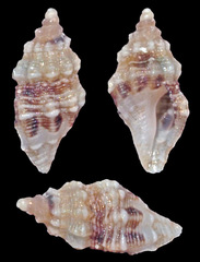 Macteola