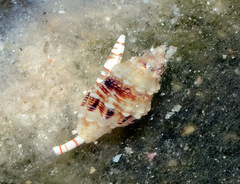 Macteola