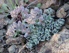 Sedum flavidum