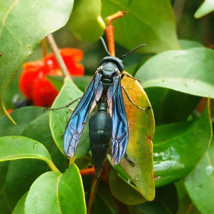 Marimbondo mata cavalo, Marimbondo tatu (Synoeca cyanea) 