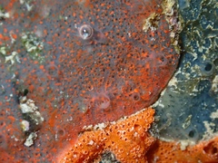 Mycale microsigmatosa