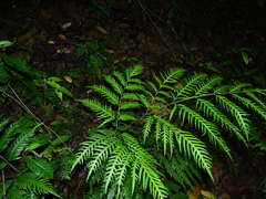Pteris altissima