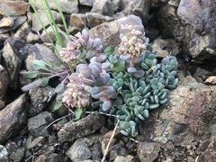 Sedum flavidum