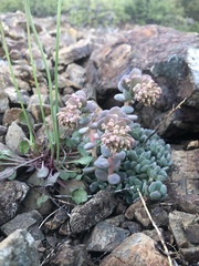 Sedum flavidum