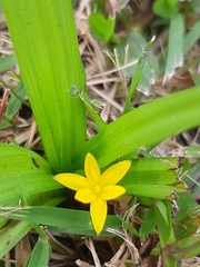 Hypoxis decumbens