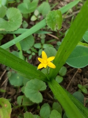 Hypoxis decumbens