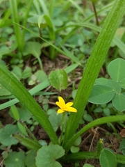 Hypoxis decumbens