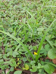 Hypoxis decumbens