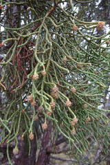 Athrotaxis cupressoides