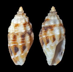 Macteola