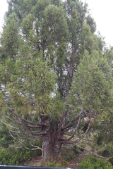 Athrotaxis cupressoides