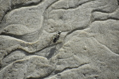 Ellipsoptera marginata