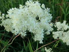 Filipendula vulgaris