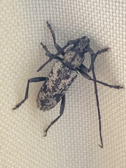 Enaphalodes niveitectus