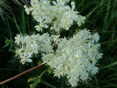 Filipendula vulgaris
