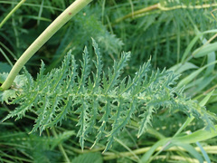 Filipendula vulgaris