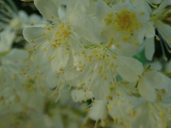 Filipendula vulgaris