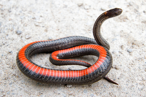 The Red-Bellied Snake