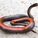 Northern Redbelly Snake - Photo (c) Samuel Brinker, some rights reserved (CC BY-NC), uploaded by Samuel Brinker