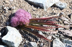 Allium hoffmanii